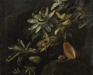 Still Life with Passionflowers